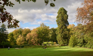 mammoetboom - Ledeboerpark