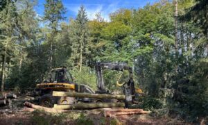 Naaldbomen gekapt rtv oost chantal everaardt