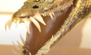 Nothosaurus close up
