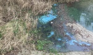 Oelermars blauwalg 1 Losser