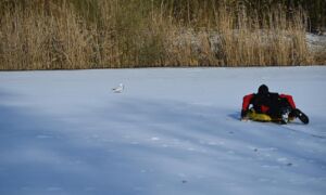 Reddingspoging meeuw brandweer Almelo