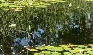 Reutum dode vissen almelo nordhorn kanaal 1