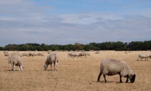 Schapen 2 Ernst Bergboer