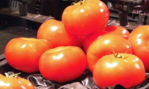 Tomaten