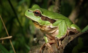 Tree frog 474949 1280