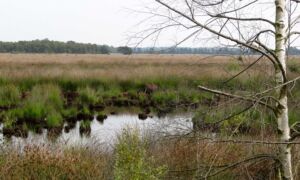 Wierdense veld