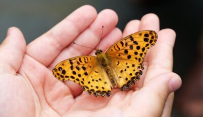 Elke zondag in juni beestjes kijken in Heemtuin Weusthag