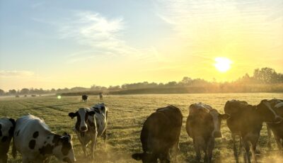 Midzomerochtendwandeling met gids in de Lutte