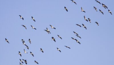 Beleef de vogeltrek van dichtbij