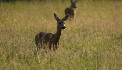 Midzomerochtendwandeling met gids rond De Lutte