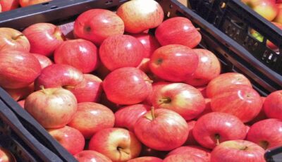 Fruitpersdagen bij Landschap Overijssel in Mander