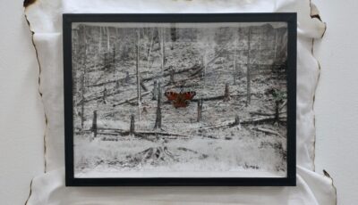 Solo-expositie Judith Schepers bij SchouwArt