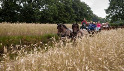 Met peard en waag  duur 't Springendald