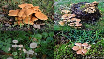 Herfsttintentocht De Lutte