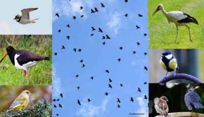 Vroege vogelwandeling in Losser