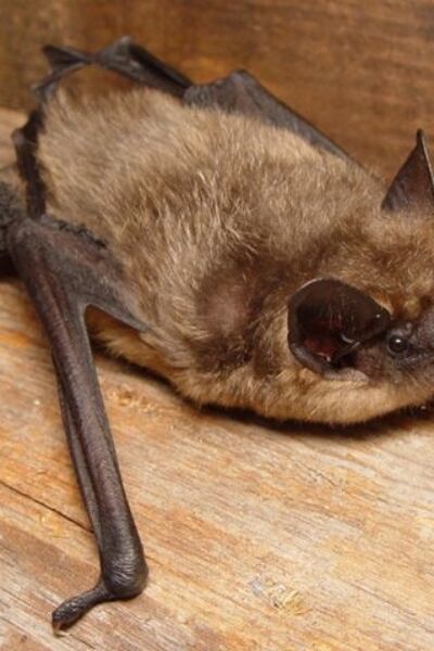 Ecologisch buurtonderzoek naar vleermuizen in Tubbergen | Niek Otten