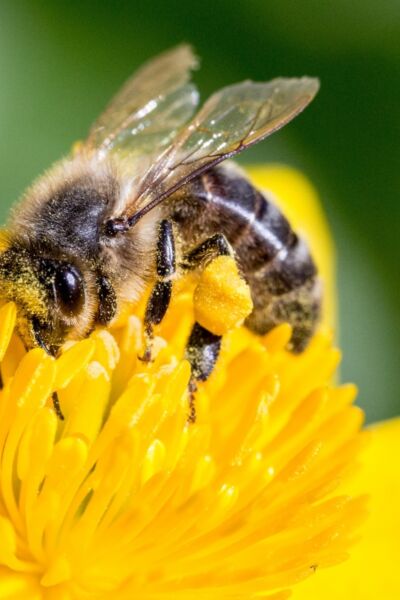 Open Imkerijdagen 2025 | Yves van Leth