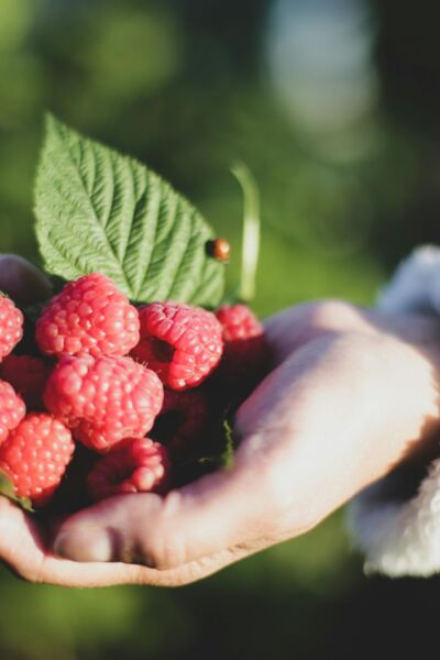 Najaarsactie ‘Proef de natuur’: 'gratis' planten | Angelien Hoppen & Clementine Maathuis