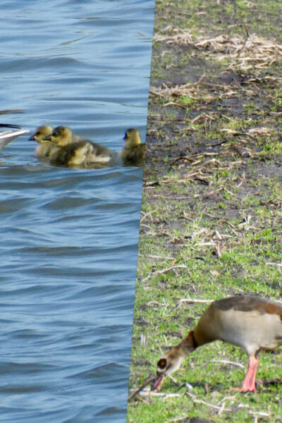 Zomertelling ganzen 2025 Wildbeheereenheid West-Twente | Jan Kreijkes