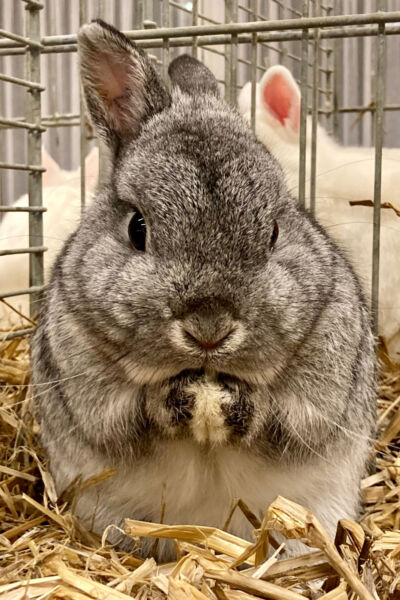 Noabershow met raskonijnen en sierduiven in Hengelo | Peter Oude Groothuis