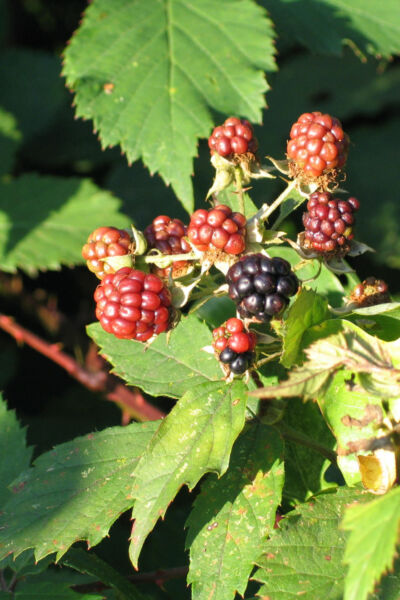 Heemtuin Weusthag staat tussen zomer en herfst | Willy van Diepen IVN