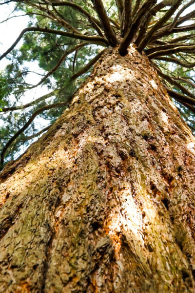 Mammoet van het Ledeboerpark in Europese verkiezing | Nicole Verzijl