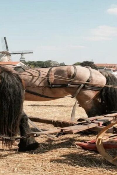 Oogstdag 2025 afgelast | Henk Eertman