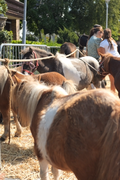 Paarden- & Ponymarkt Enter 2026 | Johnny Jansen