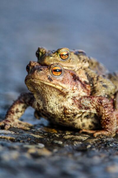 Paddentrek: Wie helpt de amfibieën veilig naar de overkant? | Adri Schols