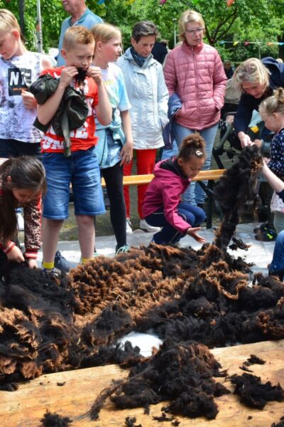 Schapen scheren bij de Höfte Oldenzaal | Astrid Borggreve