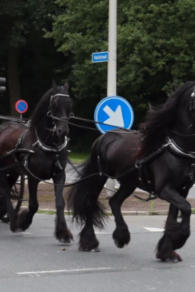 Koetsentocht in Almelo wordt in verband met de hitte afgelast | Romar Monfils