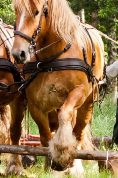 Wedstrijd Boomslepen met paarden Hezingen | Ben Hoge Venterink