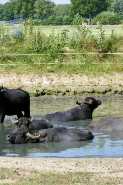 Excursie naar Buffalo Farm Twente | Anja Lankamp IVN Almelo