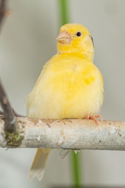 Eerste Twentse Kanarie Vereniging P.J. Helder houdt Vogelshow | Fons Nijland