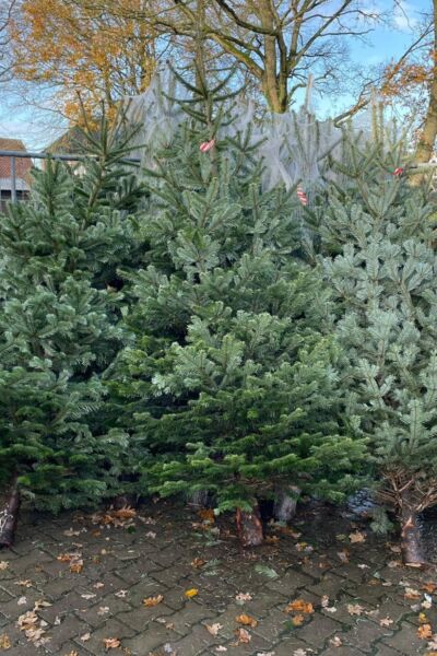 Kerstbomen verkoop CV De Bosdûvelkes | Jurre Siemerink