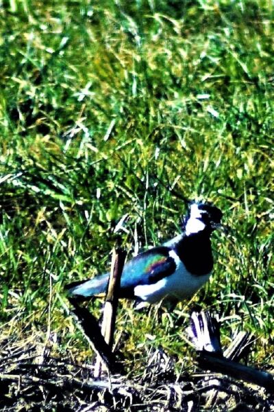 Thema-avond akker- en weidevogels in  Notter | Jan Broekmate