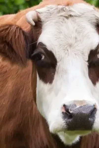 Kinderboerderij Enschede-Noord bestaat 50 jaar | Gea Pereboom