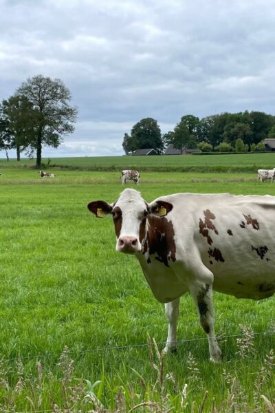 Kees Schutte uit Agelo ontvangt als eerste veehouder het twee sterren Beter Leven keurmerk