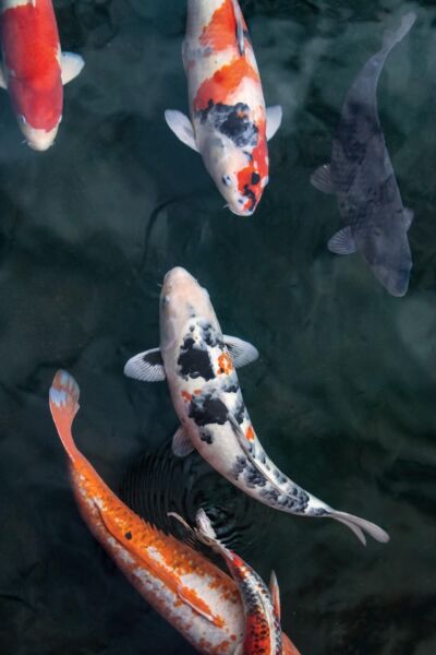 Hulsbeek decor voor populaire European Koi Show | Patrick Beld