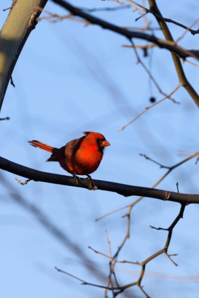 Een winterse excursie op landgoed "t Holthuis olv een deskundige gids