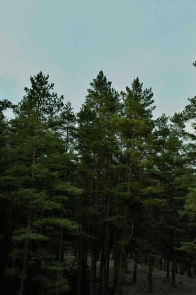 Landschap Overijssel