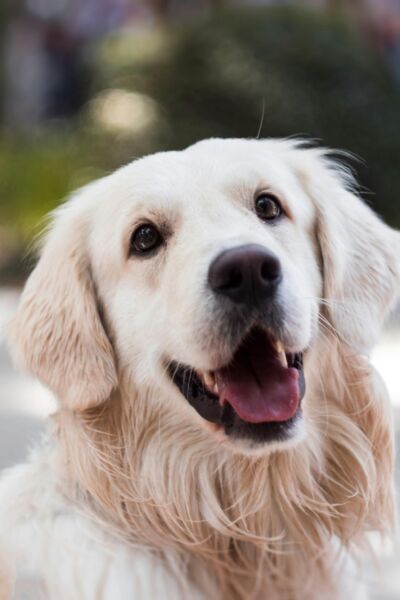 Dierenopvang Enschede