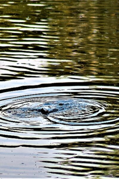 Statenleden Overijssel krijgen petitie 'Stop de water crisis' | Ahrend Spijker