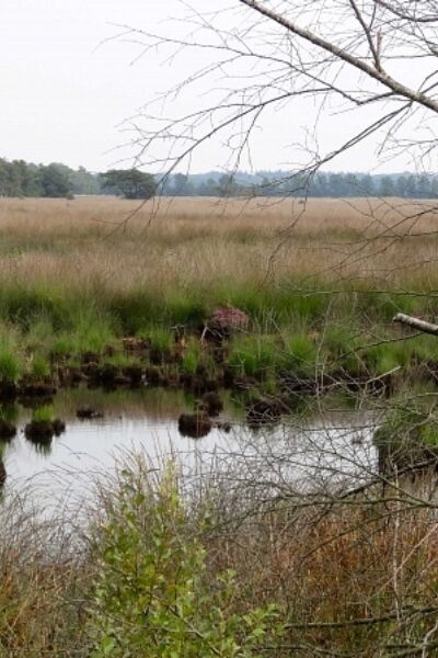 Inloopbijeenkomst Wierdense Veld: brief gestuurd naar de partijen Wierden | Richard Reimink