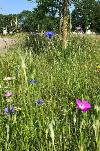 Wierden en Landschapsvereniging De Reggestreek delen weer zaadmengsels uit | Bert Ooms