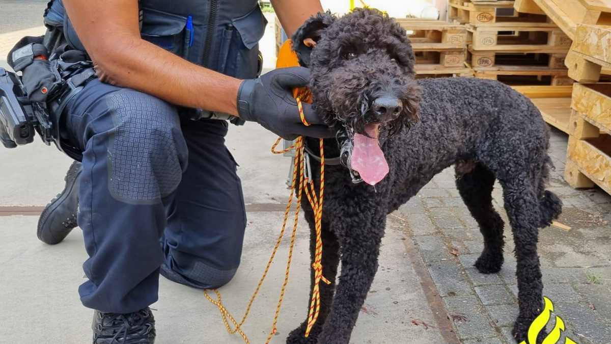 20220727 Loslopende hond Westerval Enschede politie facebook