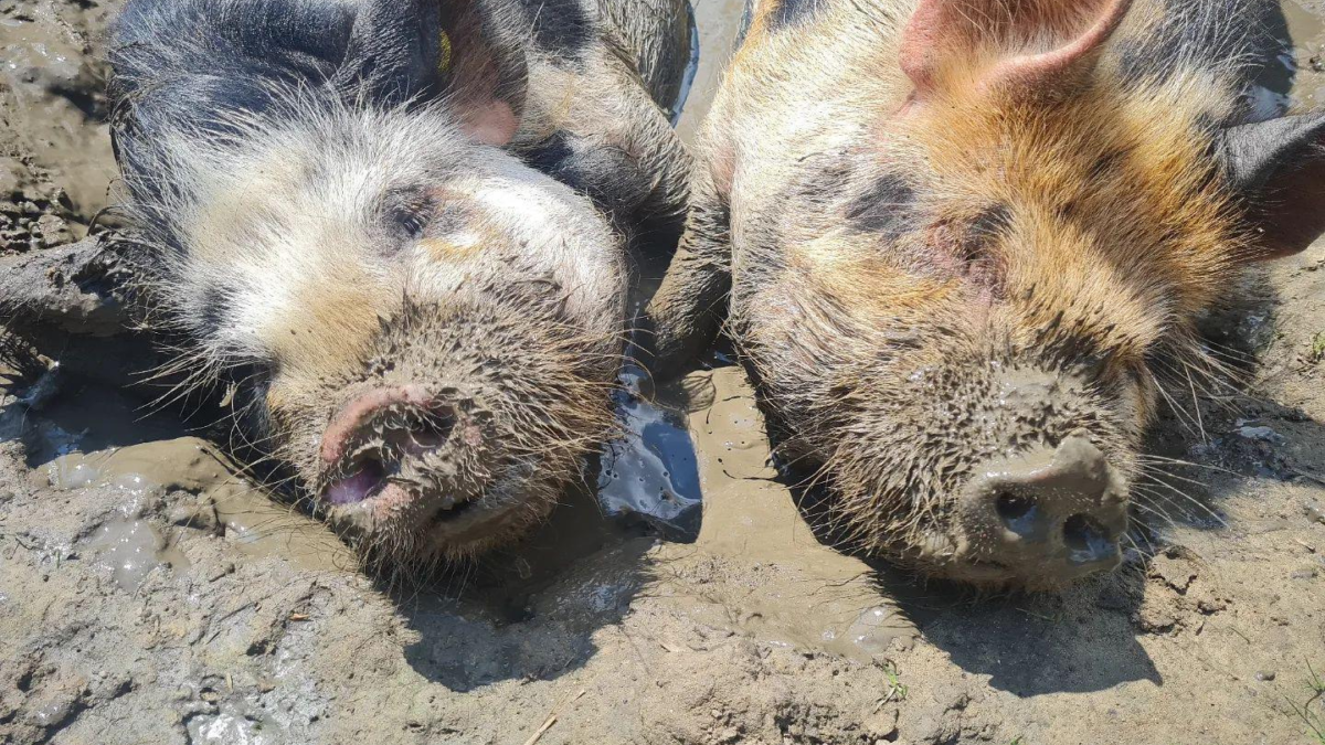 Varkensmodderbad kinderboerderij weusthag