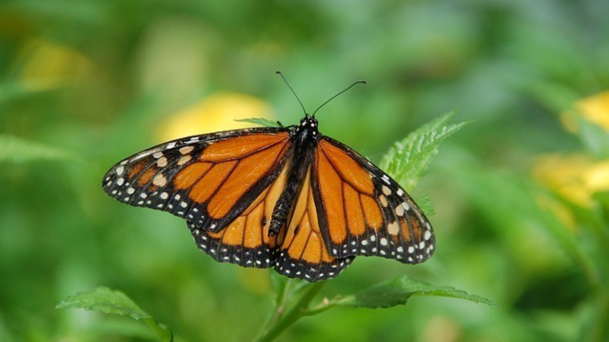 206994 vlinder natuur