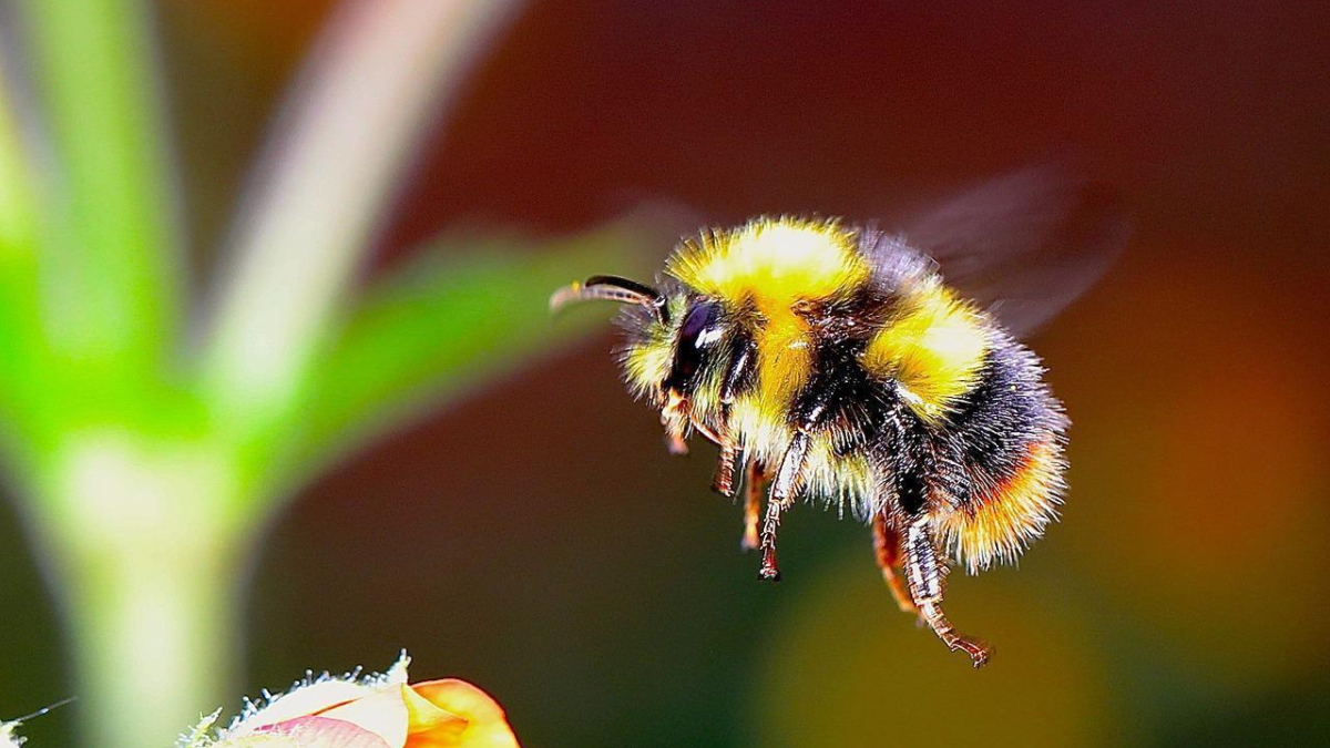 Hommel bedreigd pixabay