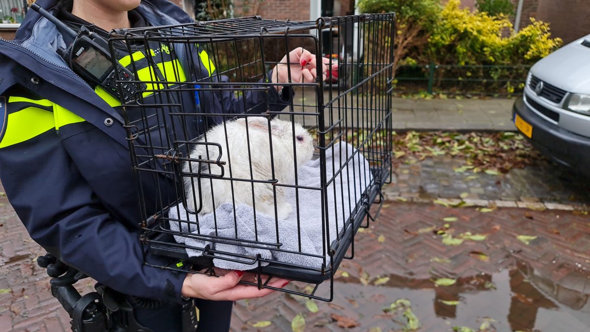 Uitslaande brand Drebbelstraat konijn gered foto News United Dennis Bakker5